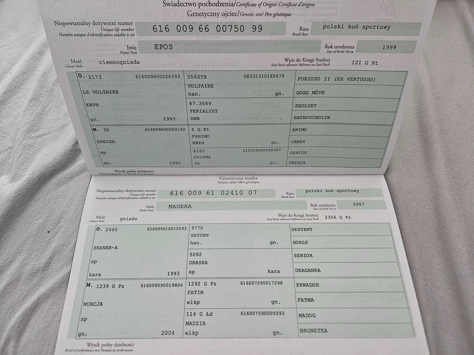 Klacz Wlkp. z licencją. REZERWACJA