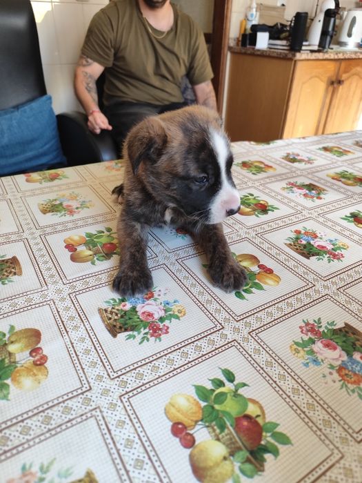 Cachorras para adoção responsável