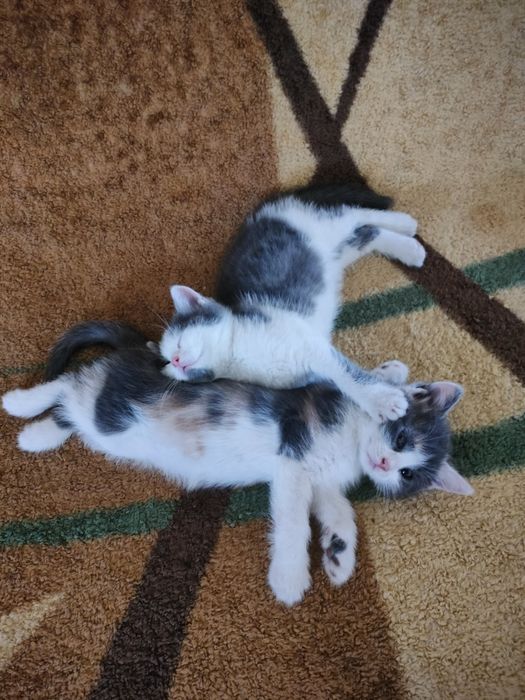 Віддам гарненьких кошенят.