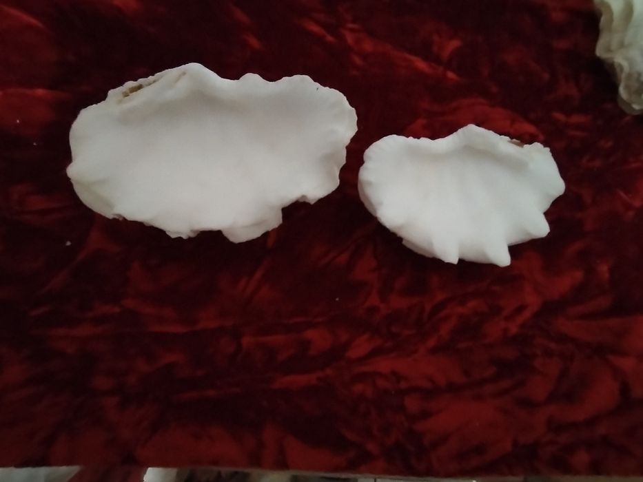 Океаническая ракушка