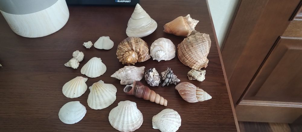 Ракушки для аквариума
