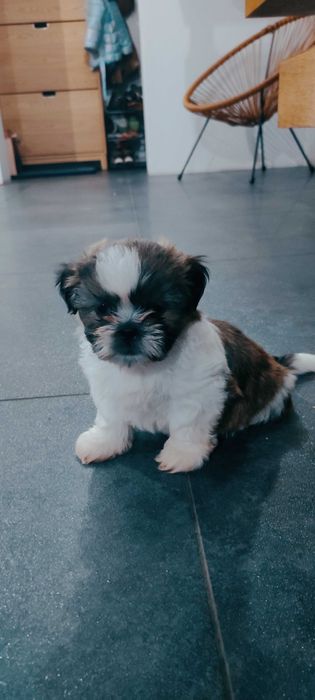 Szczenięta shih tzu