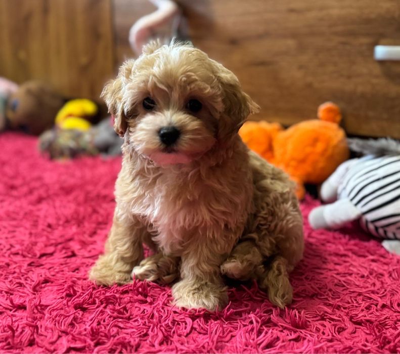 Piesek bichpoo gotowy do odbioru