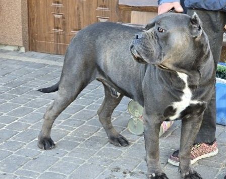 Oddam dorosłego psa cane corso