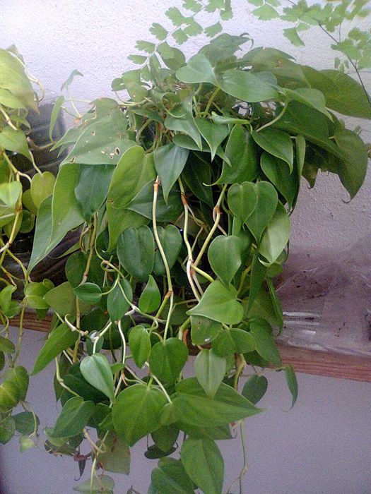 Filodendros - Plantas de interior