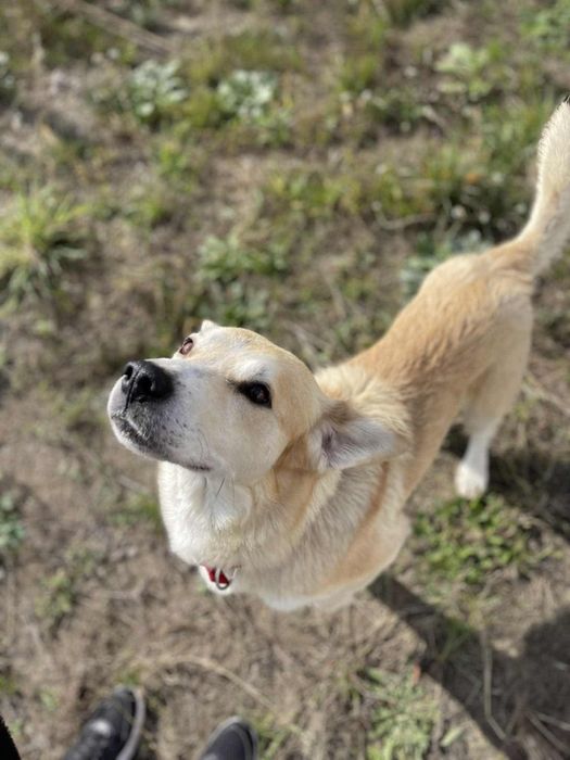 Imbir, pies w typie labradora szuka domu!