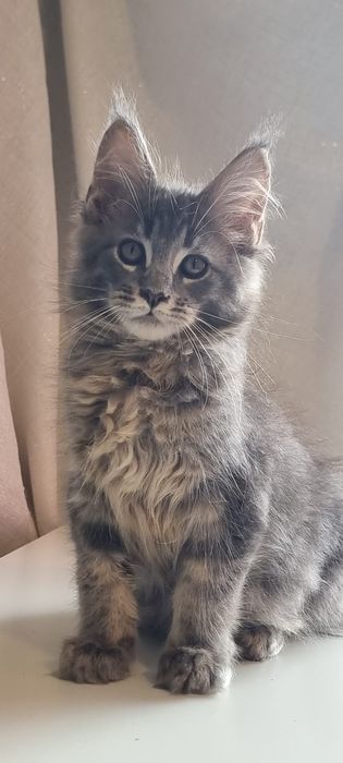Gatinho Maine Coon