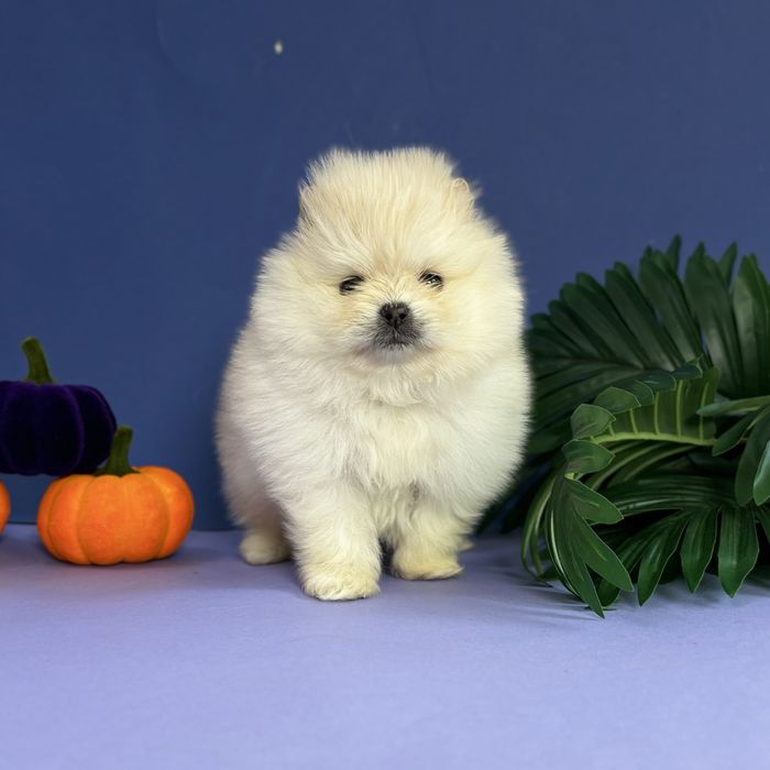 Кремовий  ведмедик міні