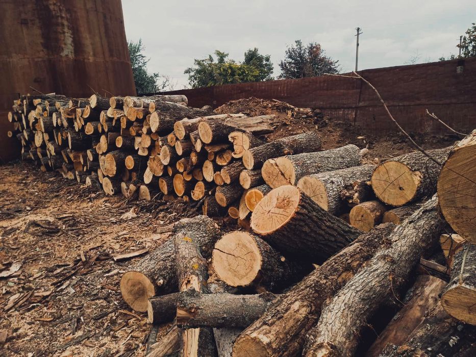 Лучшие цены Дрова! Одесса Дубовые, граб акация твёрдые породы. Ольха