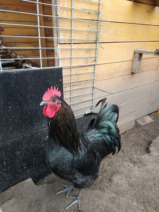 Sprzedam młode koguty i kury