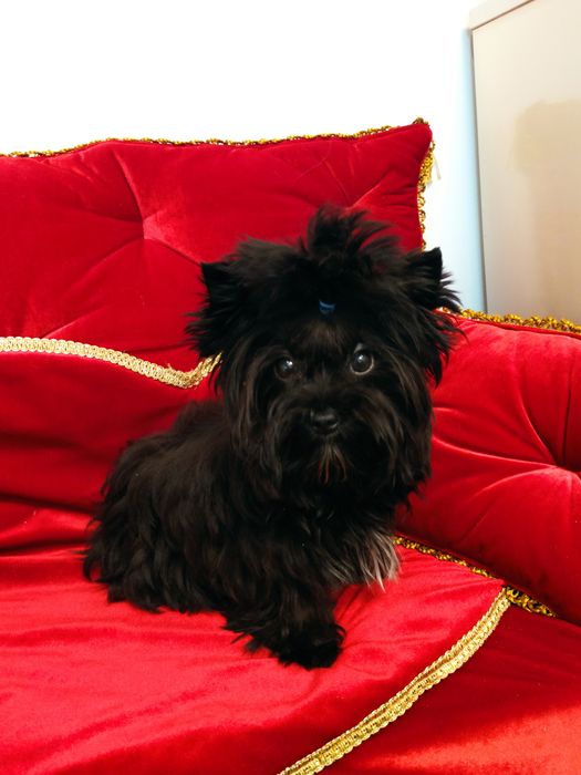 Mini suczka Black Yorkshire terrier ok.1.20kg.nie biewer.