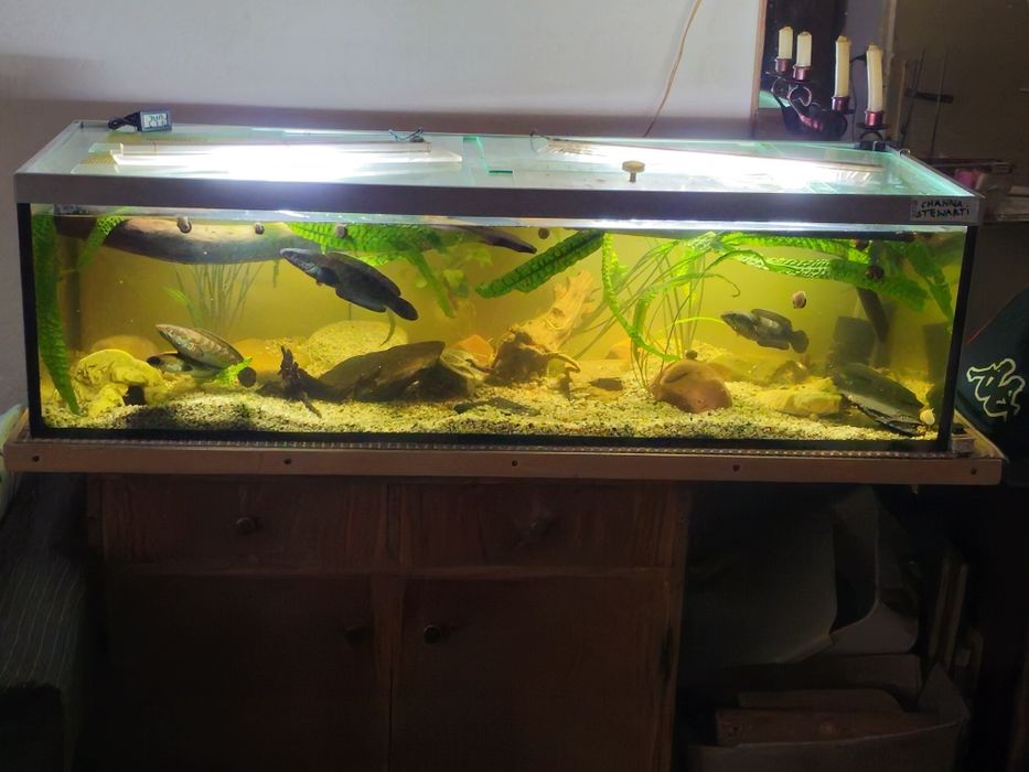 Wężogłów Channa Stewarti