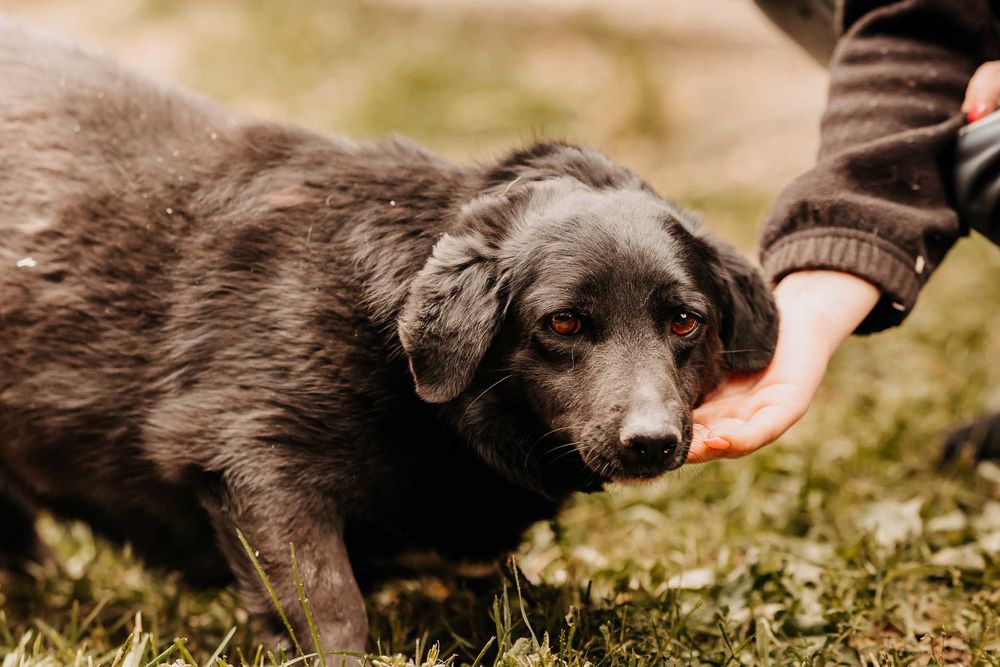 Młodziutka Mila bardzo skrzywdzona przez człowieka szuka domu...