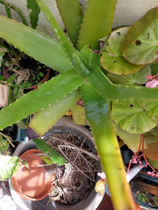 Cato aloé vera planta biológica