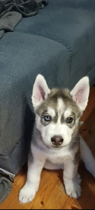 Szczenięta husky szukają domu
