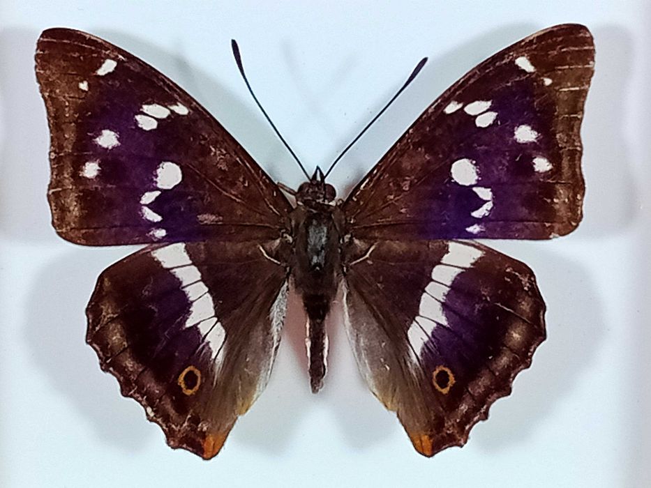 Motyl w ramce 12x10 cm . Apatura iris - Mieniak tęczowiec .