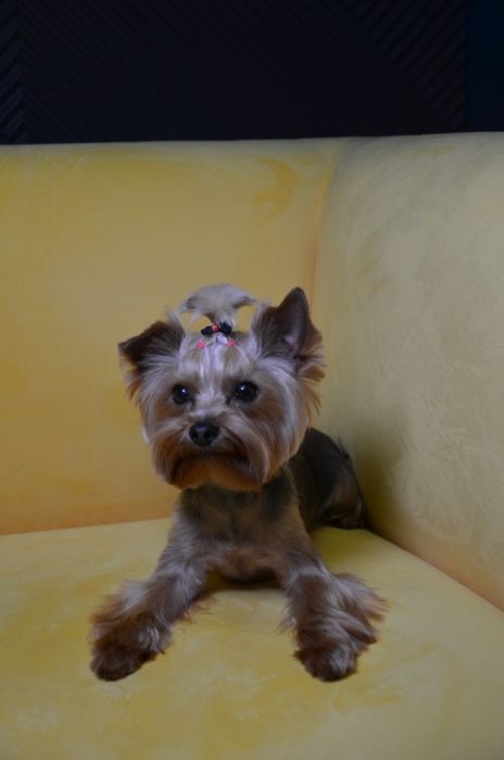 Вязка Йорк Мальчик мини