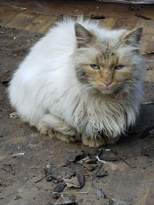 Кошечка ищет дом