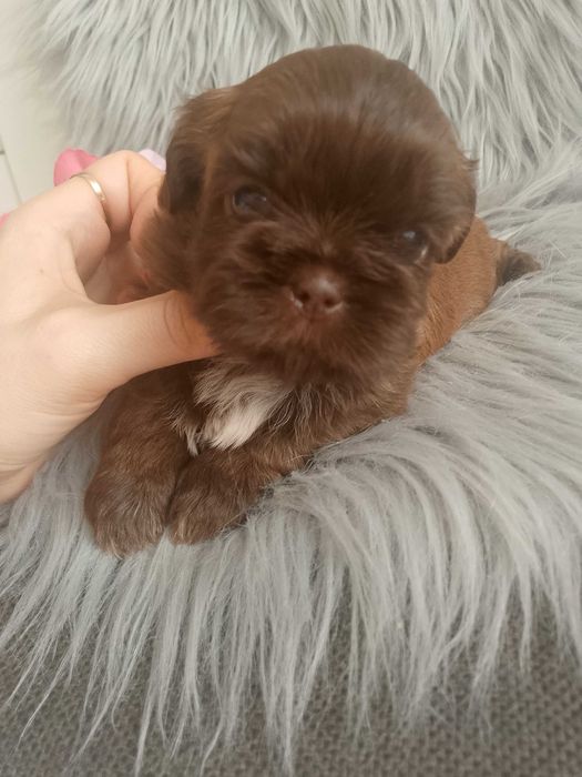 Przepiękna czekoladowa suczka rasy Shih-Tzu