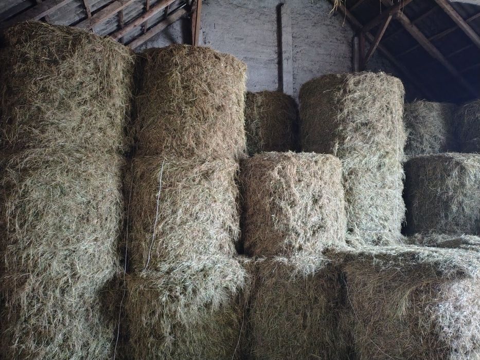 Siano 120/120 Rocznik 2025