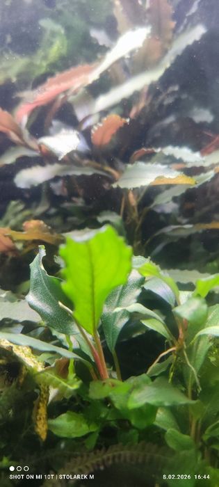 Zestaw roślin do akwarium  bez co2