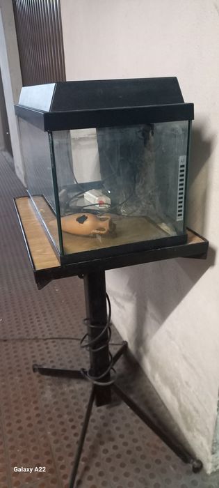 Aquário 60cm com painel de fundo, termostato e suporte