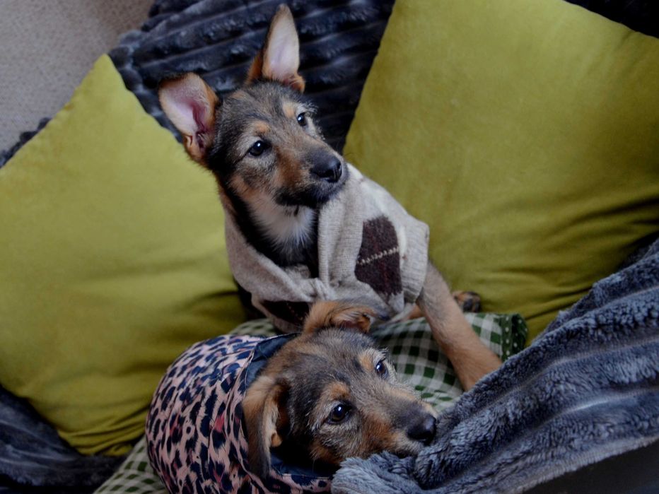 Цуценята в добрі руки