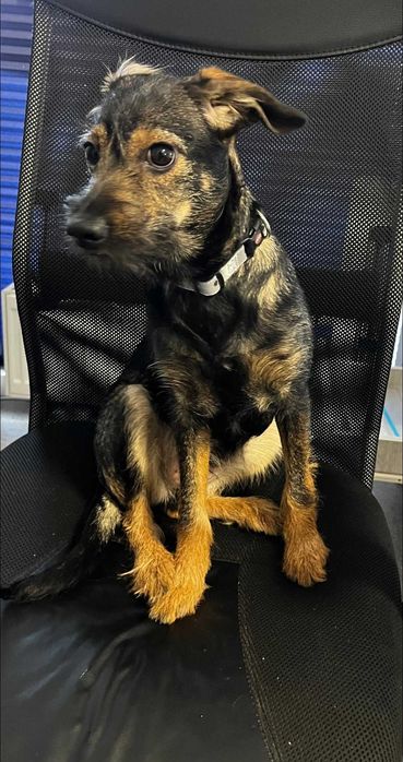 Znaleziono małą suczkę przy Dunikowskiego