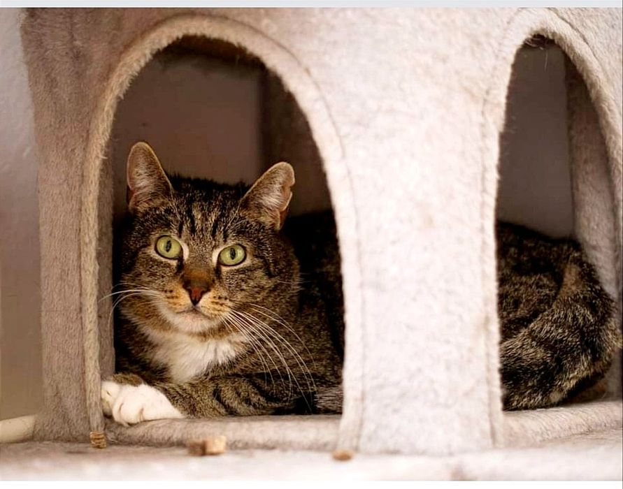 Biedna, około 3 -4 letnia koteczka z ulicy..