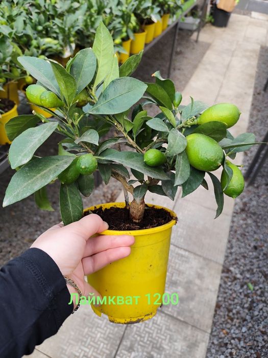 Продам Цитрус Каламондин, Лимон Мейера , Лаймкват,Червоний лайм,Оливка