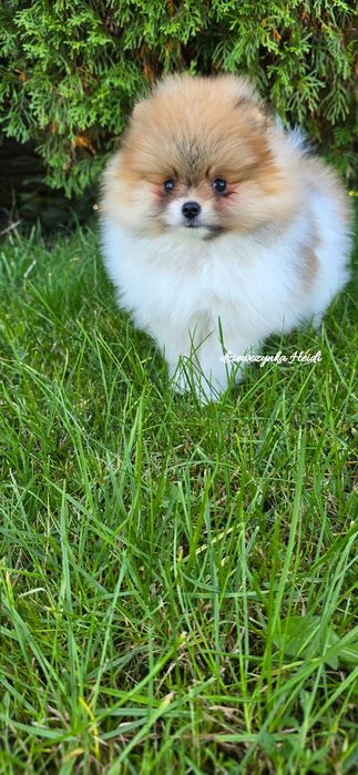 Szpic miniaturowy pomeranian suczka