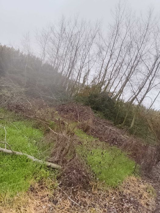 Limpeza de palmeiras e pinheiro e outros
