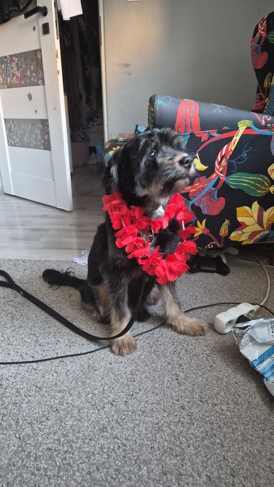 Pies 13 lat - dobry dom