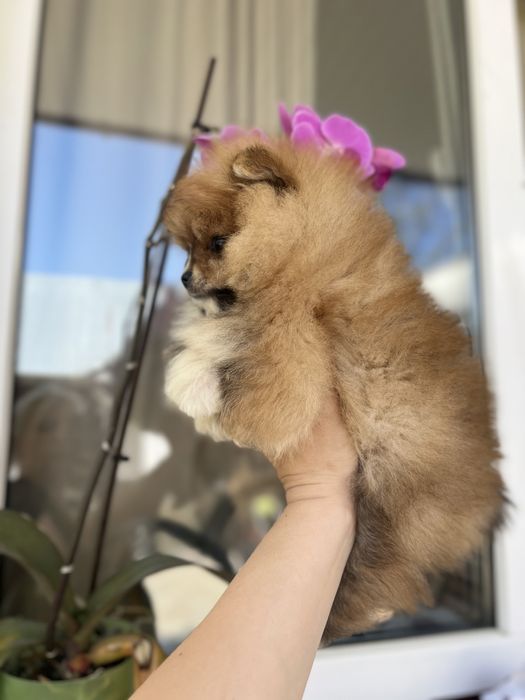 Рудий хлопчина шпиць