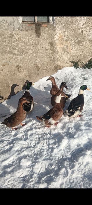 jajka lęgowe kaczek staropolskich