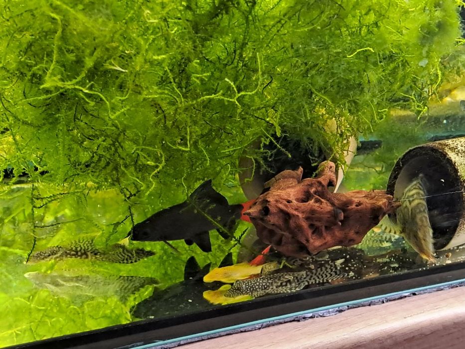 Rybki akwariowe różne