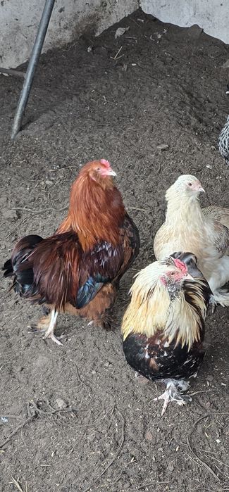 Koguty liliputy cwerki