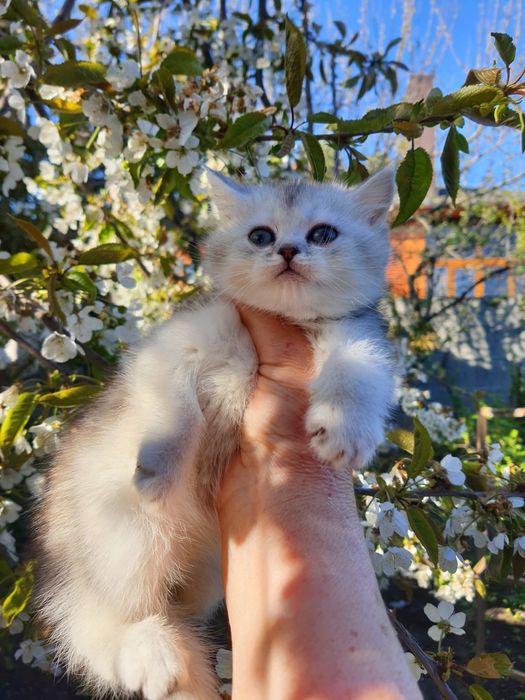 Кошенята шотландці