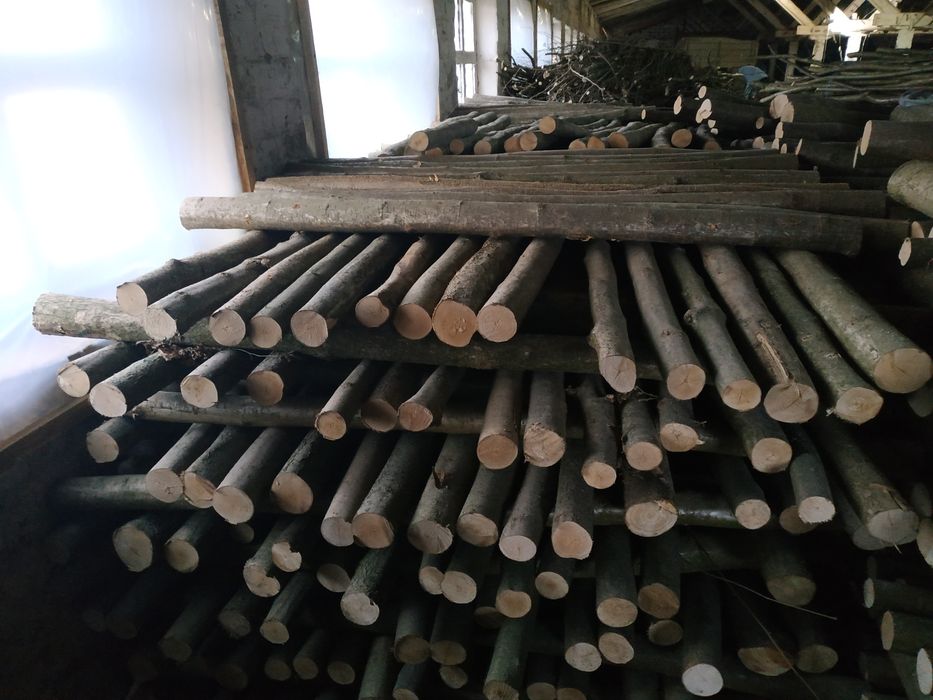 Колики з ліщини, ліщина, ліски, заробіток.