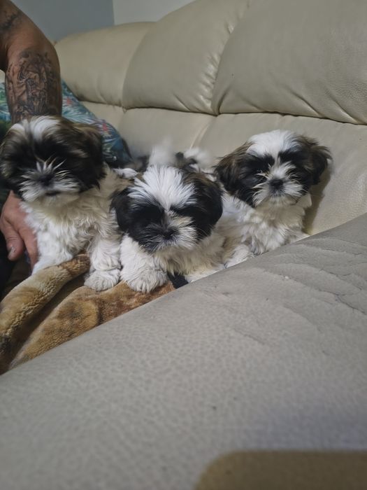 Piękne Szczenie  Shih tzu