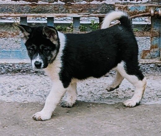 Класні  чистокровні