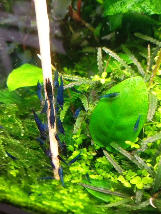 Neocaridinas Blue Dream