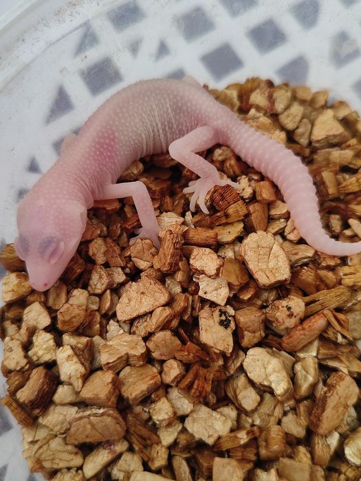 Samiczka eublefara lamparciego Super RAPTOR