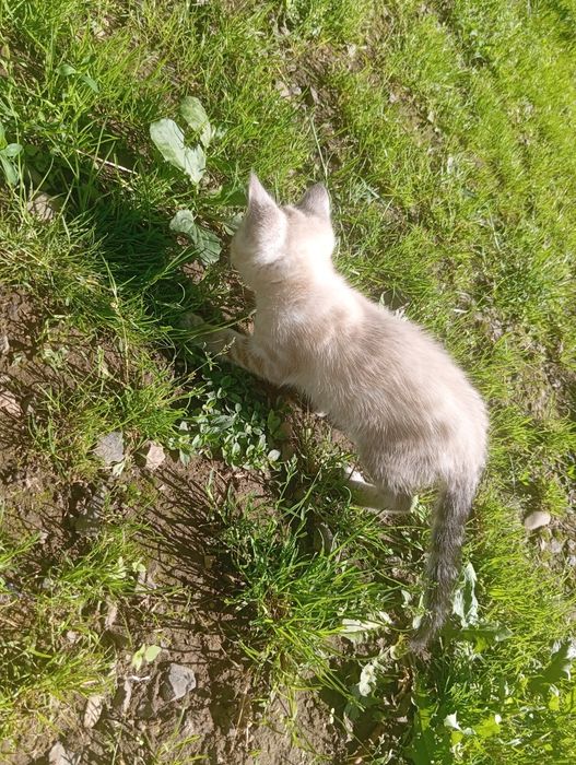 Кошеня . 2 місяці. Спритне,ловить мишей
