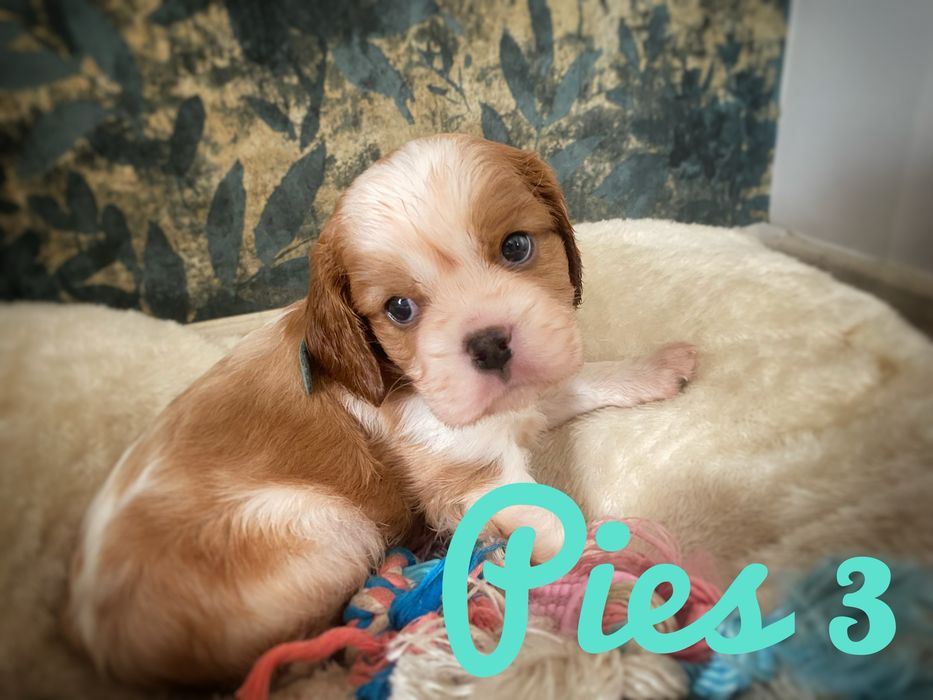 Cavalier King Charles Spaniel - piesek