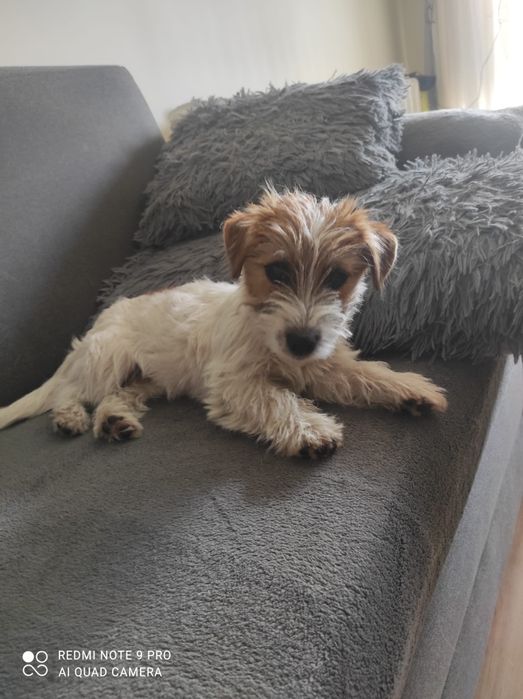 Suczka Jack Russell terrier