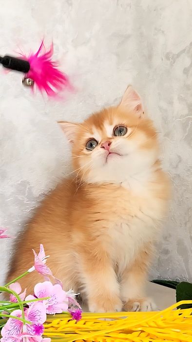 Британське кошеня золота шиншила