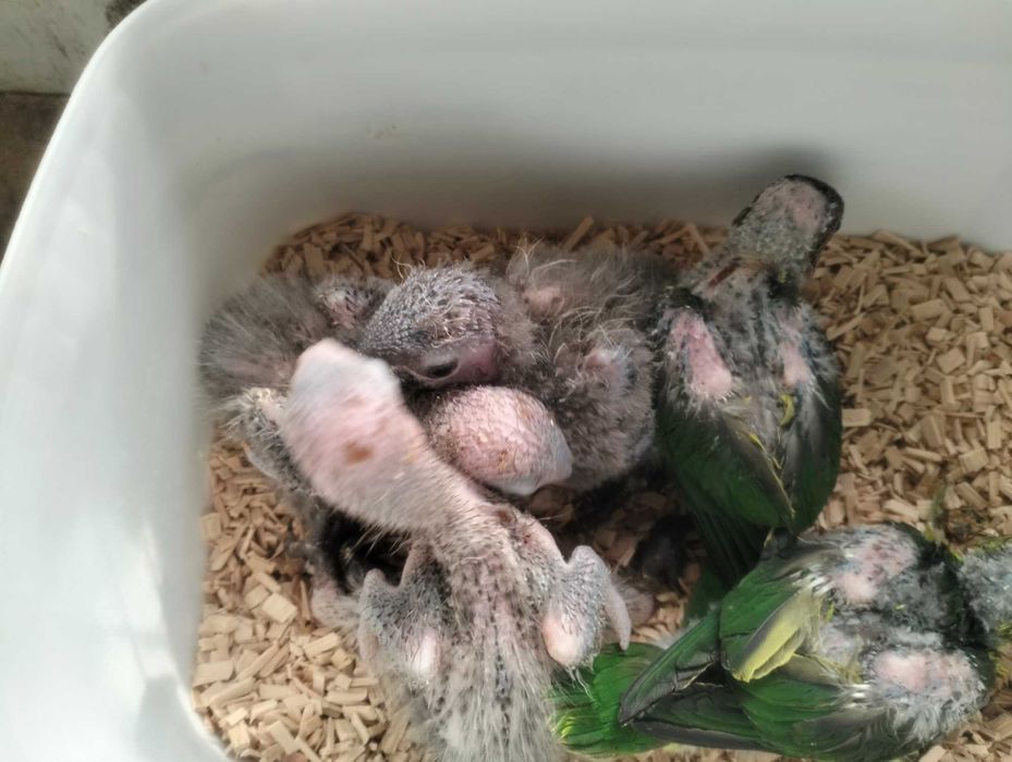 Loris (Atrás, Cardinal, Malucanos, Goldis)