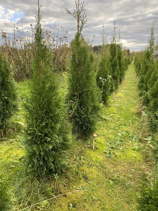 Tuje szmaragd 100-130cm.