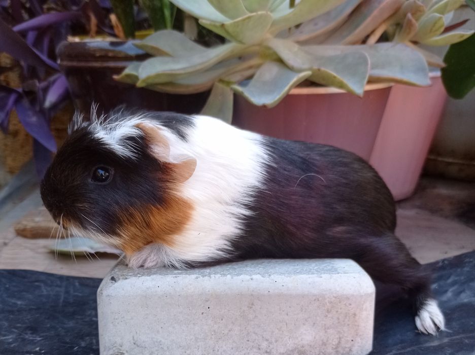 Морская свинка коронет